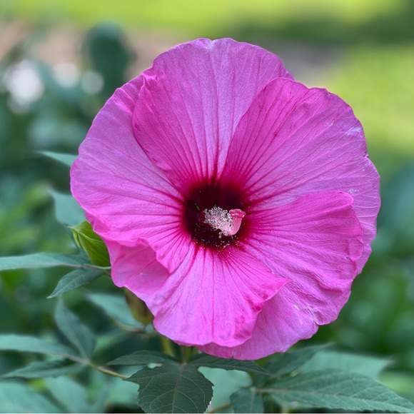 Meet your Posher, D - Picture 1 of 1